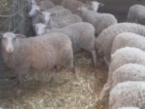 Schaf, Schafe
