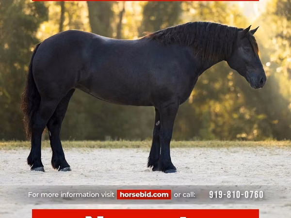 Jument, Percheron
