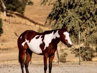 घोड़ी, National Show Horse — फ़ोटो 4
