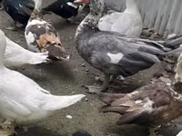 डोमेस्टिक मस्कोवी — फ़ोटो 8