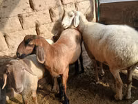 Brebis, Moutons — photo 5