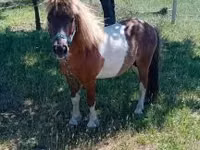 Horse (M), Indian half-bred — photo 1