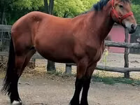 Кобыла, Лошади — фото 3