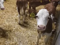 Rinder (Partie, Geschlecht nicht angegeben), Simmental cattle — Foto 6