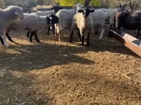 كبش, White Suffolk sheep — الصورة 1