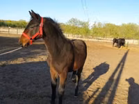 Horse (M), Nonius horse — photo 2