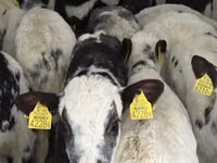 أبقار (دفعة، الجنس غير محدد), Simmental cattle — الصورة 5