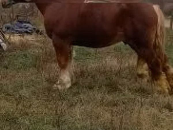 घोड़ा, Suffolk Punch