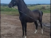 Caballo, Akhal-Teke — foto 1