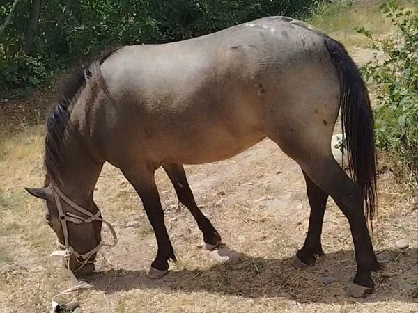 母马, Horses