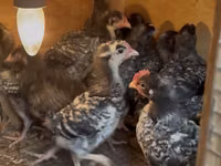 Chickens — Foto 1