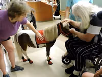 Stute, Miniature horse — Foto 1