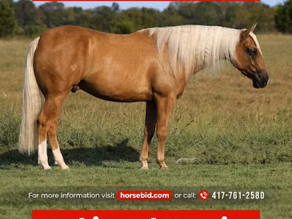 Caballo, Quarter Horse