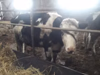Vaca, Ayrshire — foto 2