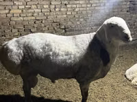 Carnero, Afghan Arabi sheep — foto 6