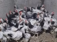 Chickens — फ़ोटो 2