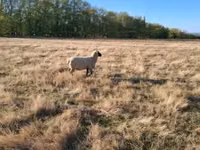 Widder, Shroshire sheep — Foto 5