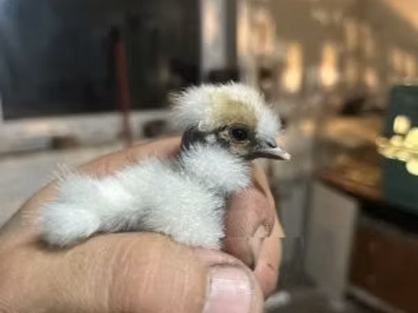 सिल्की