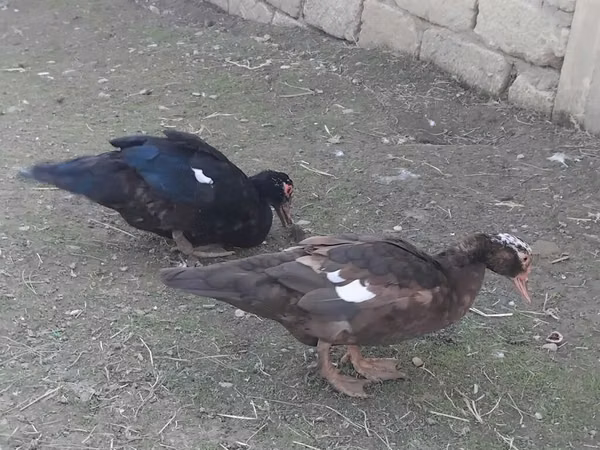 डोमेस्टिक मस्कोवी