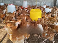 دجاج شمو — الصورة 1