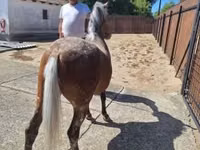 母马, Horses — 照片 1