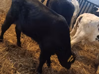 सांड, Simmental cattle — फ़ोटो 4
