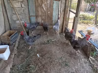 Slovenian Barred Hen — photo 5