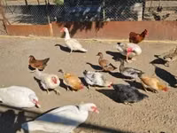 Domestic Muscovy — photo 3