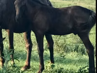 Cheval, Rocky Mountain Horse — photo 1