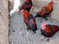 मराँस — फ़ोटो 3