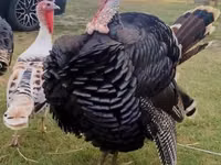 Turkeys — photo 2