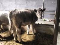 Schaf, Dala sheep — Foto 3
