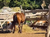 公马, Horses — 照片 1