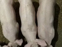 नर सूअर — फ़ोटो 4