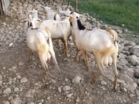 Ziegenbock, Ziegen — Foto 6