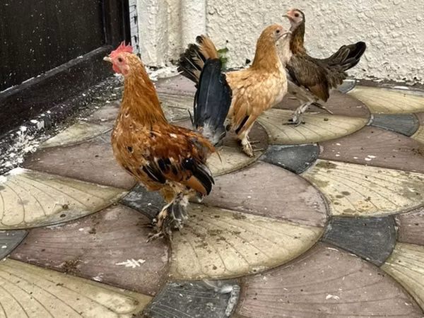 Chickens