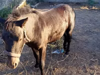 公马, Horses — 照片 7
