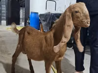 公山羊, Kamori goats — 照片 1