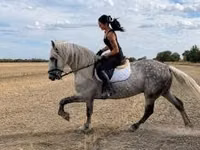 Horse (M), Andalusian horse — photo 3
