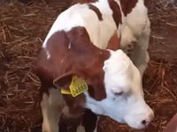 Rinder (Partie, Geschlecht nicht angegeben), Simmental cattle — Foto 2