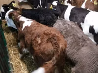 Rinder (Partie, Geschlecht nicht angegeben), Simmental cattle — Foto 2