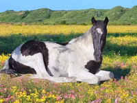 公马, American paint horse — 照片 2