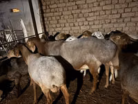 كبش, Rhon sheep — الصورة 6