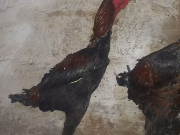 ऑस्ट्रेलियन पिट गेम फाउल