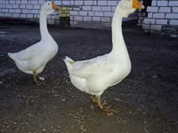 Geese — 照片 2