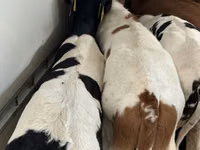 أبقار (دفعة، الجنس غير محدد), Simmental cattle — الصورة 6