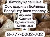 Brebis, Krasnoyarsk sheep — photo 1