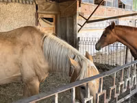 公马, Anglo-Arabian — 照片 1