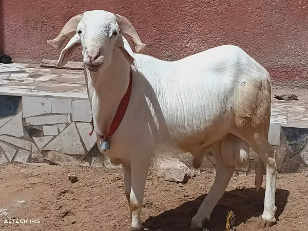 Bélier, Moutons