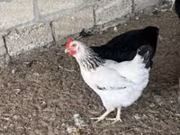 Turkeys — الصورة 5